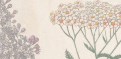 Extraits de fleurs, parfums de films